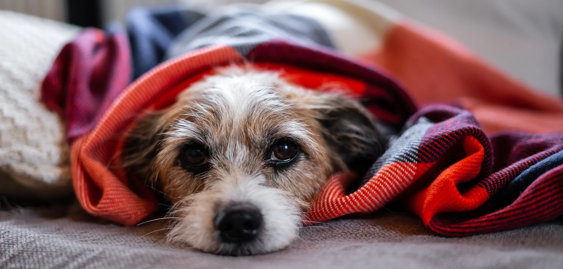 Hond onder een dekentje