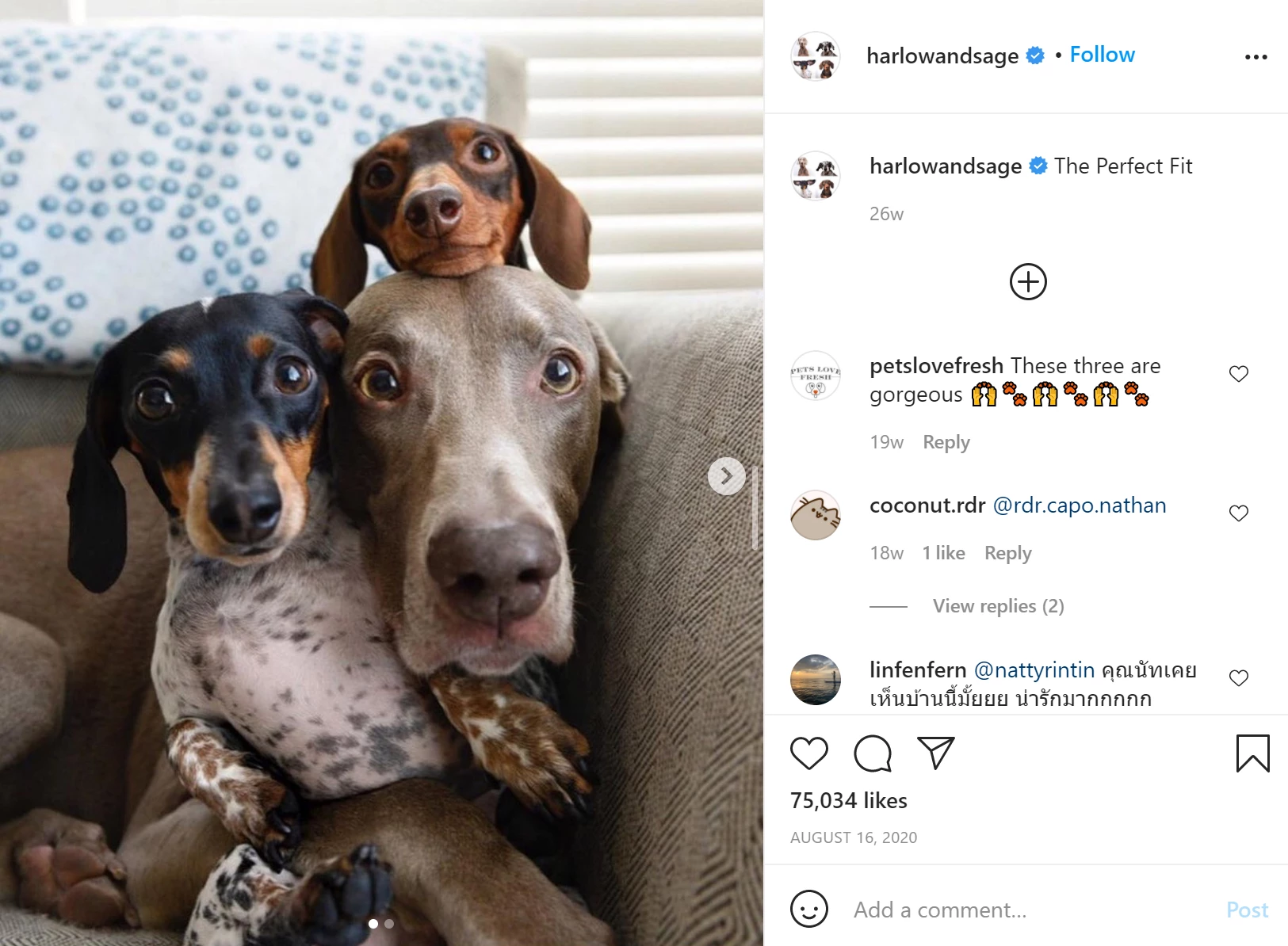 Harlow & Sage honden op Instagram