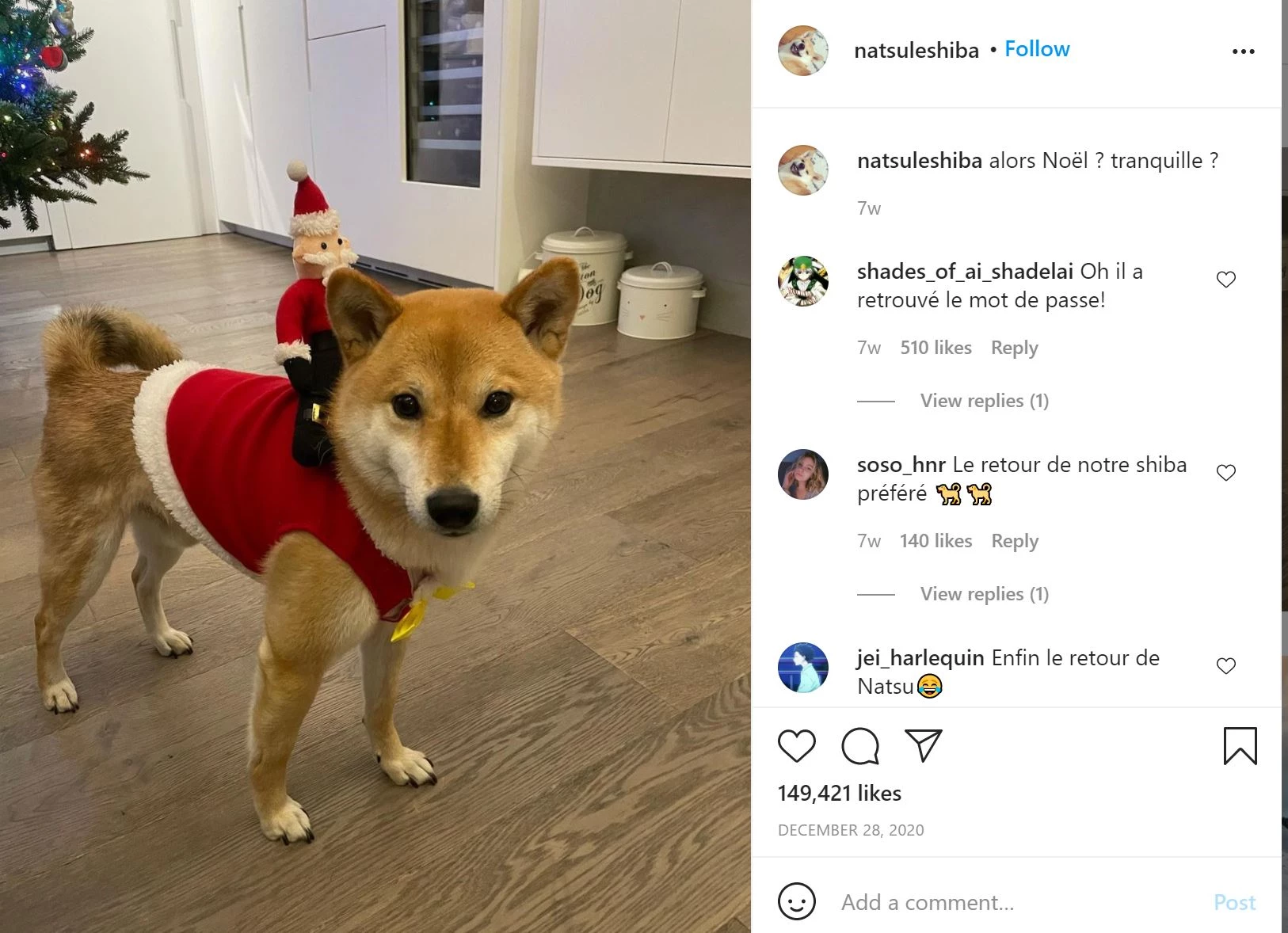 Shiba hond op Instagram