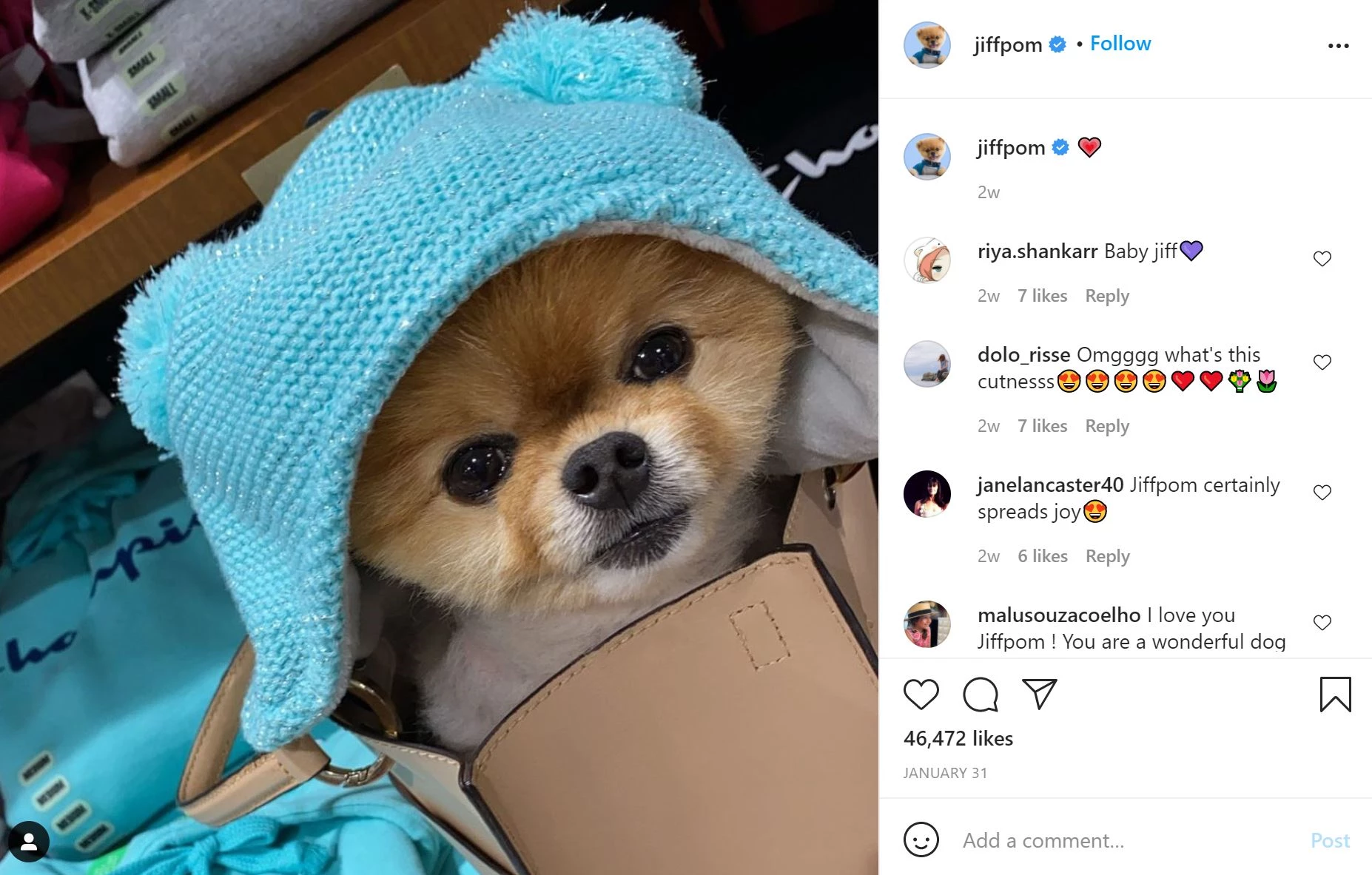 Jiffpom hond op Instagram