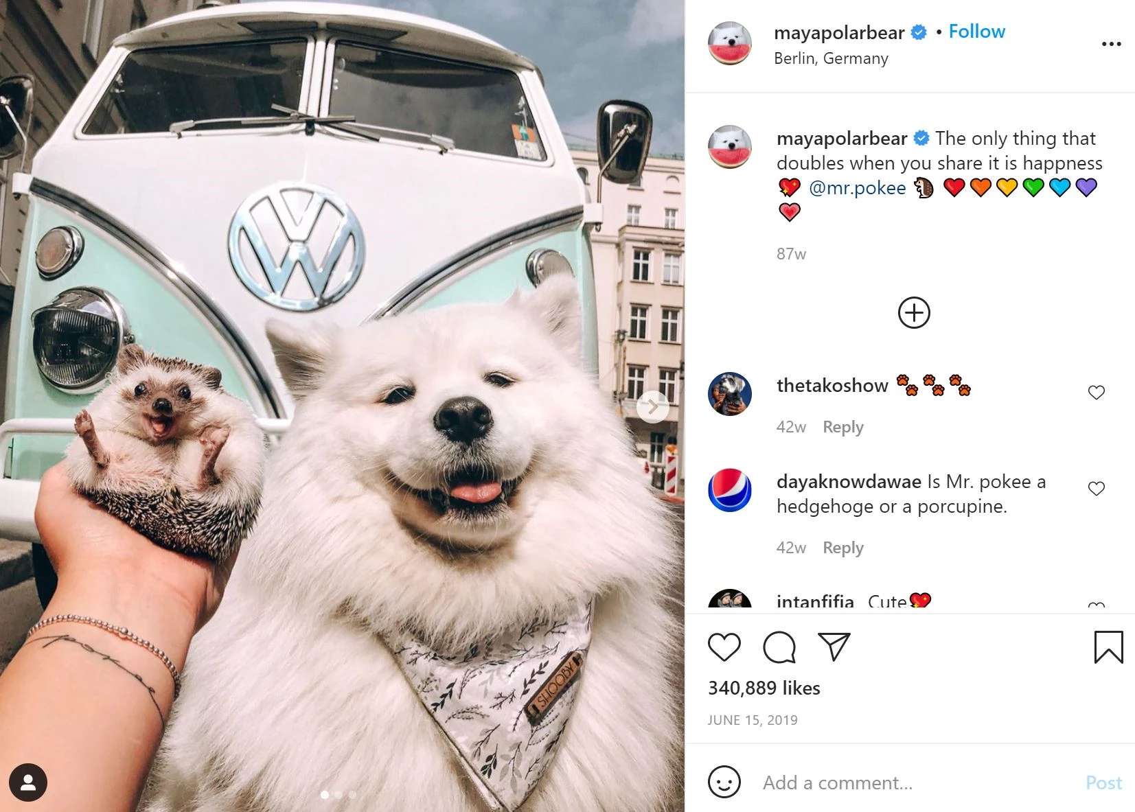 Maya Polar Bear hond op Instagram