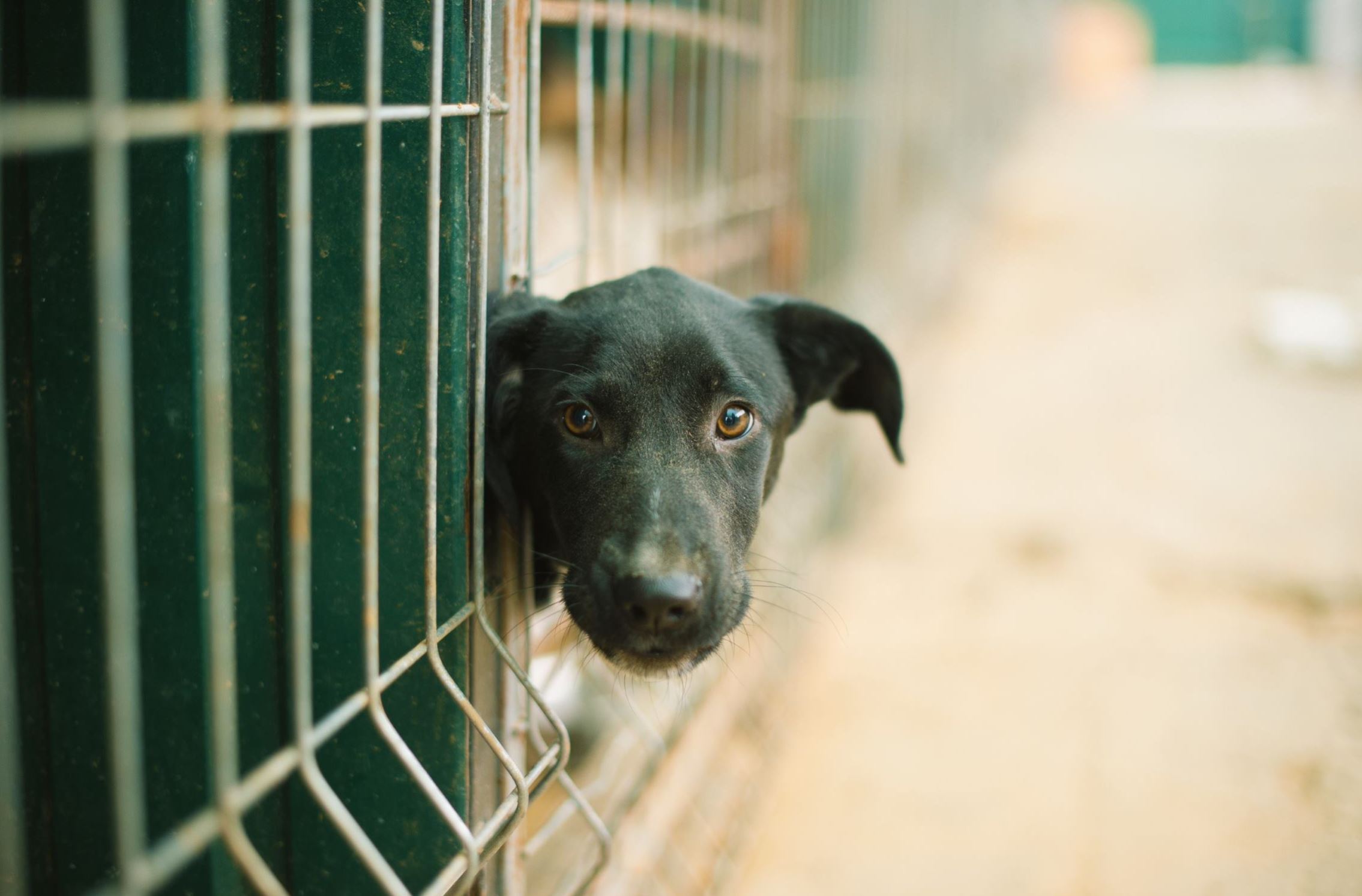 negatief gevaarlijk Voorwaarden Dierenasielen vol puppy's door impulsaankopen tijdens lockdown