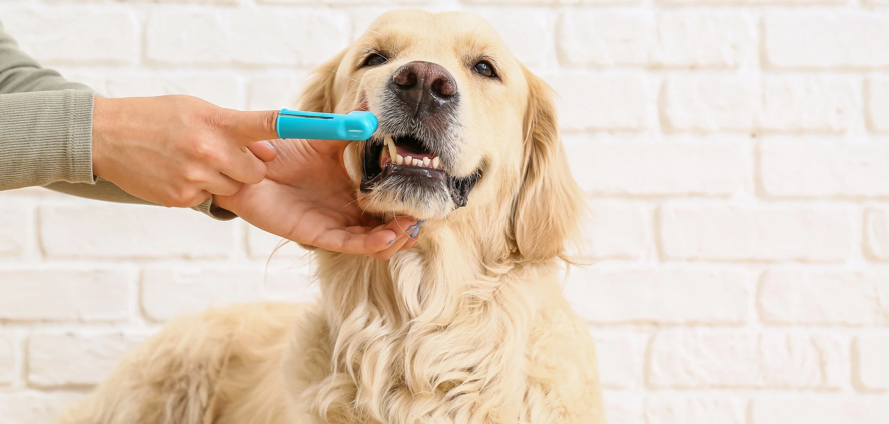 Vrouw die tanden van hond poetst