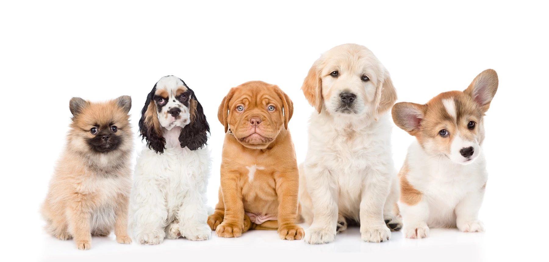 Vijf puppy's op een rij