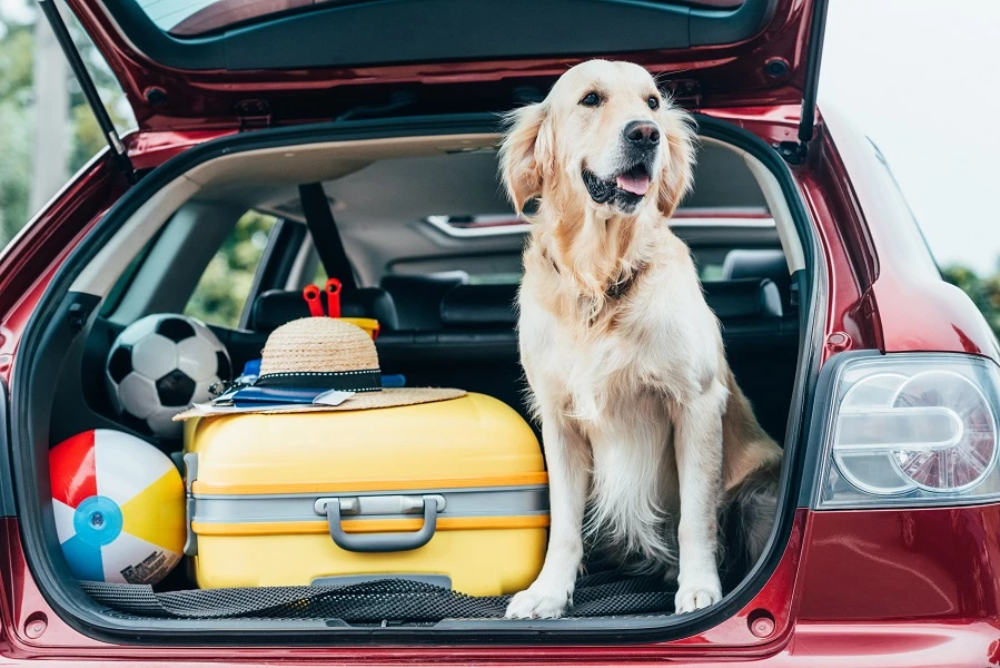 Hond in koffer van auto