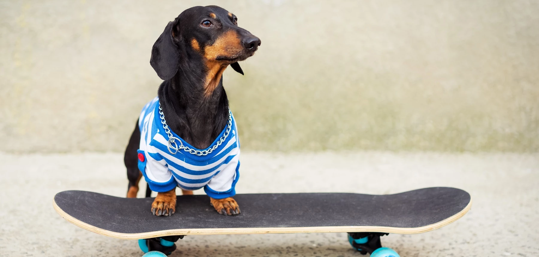 Hond op skateboard