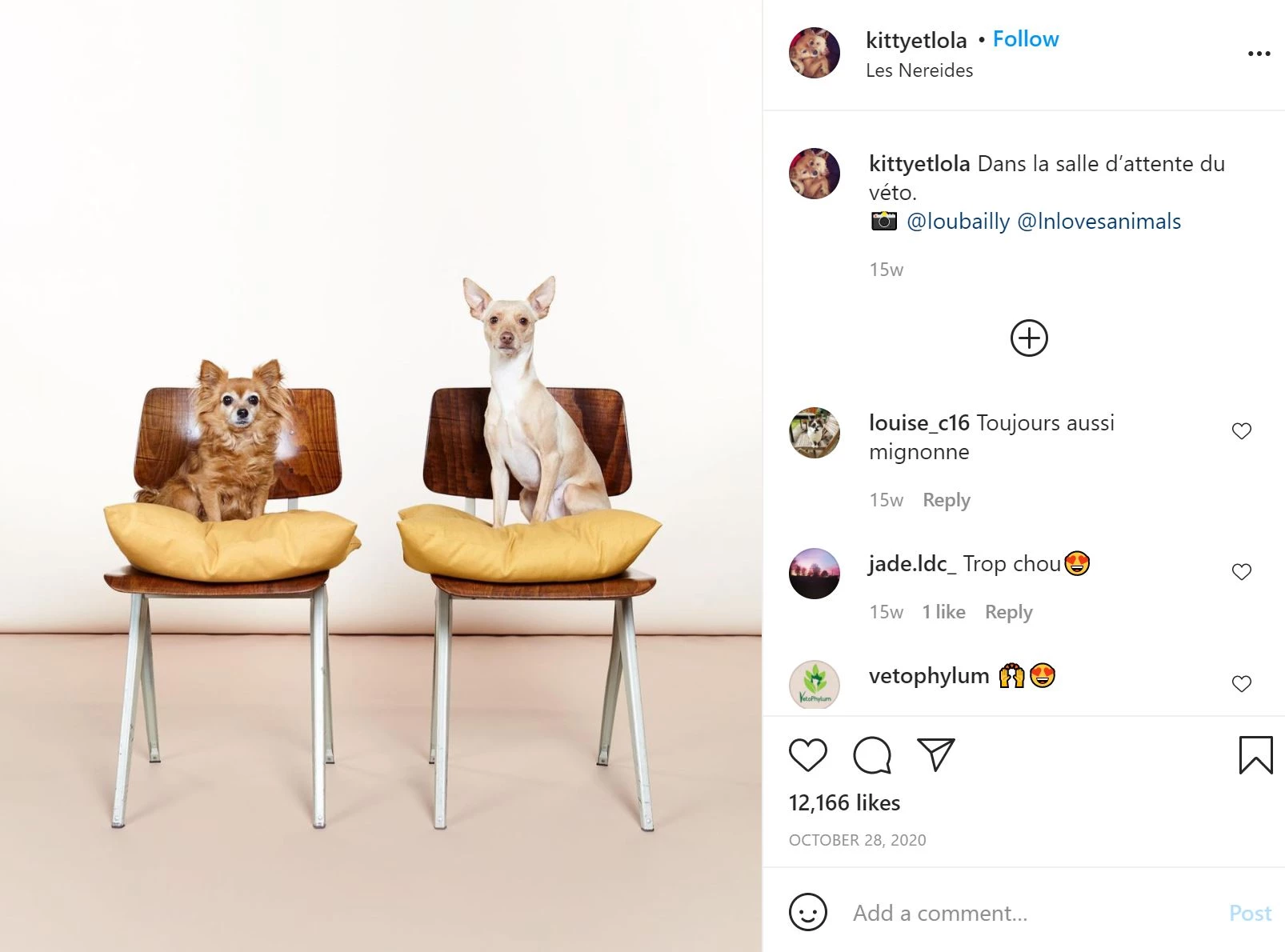 Kitty et Lola honden op Instagram