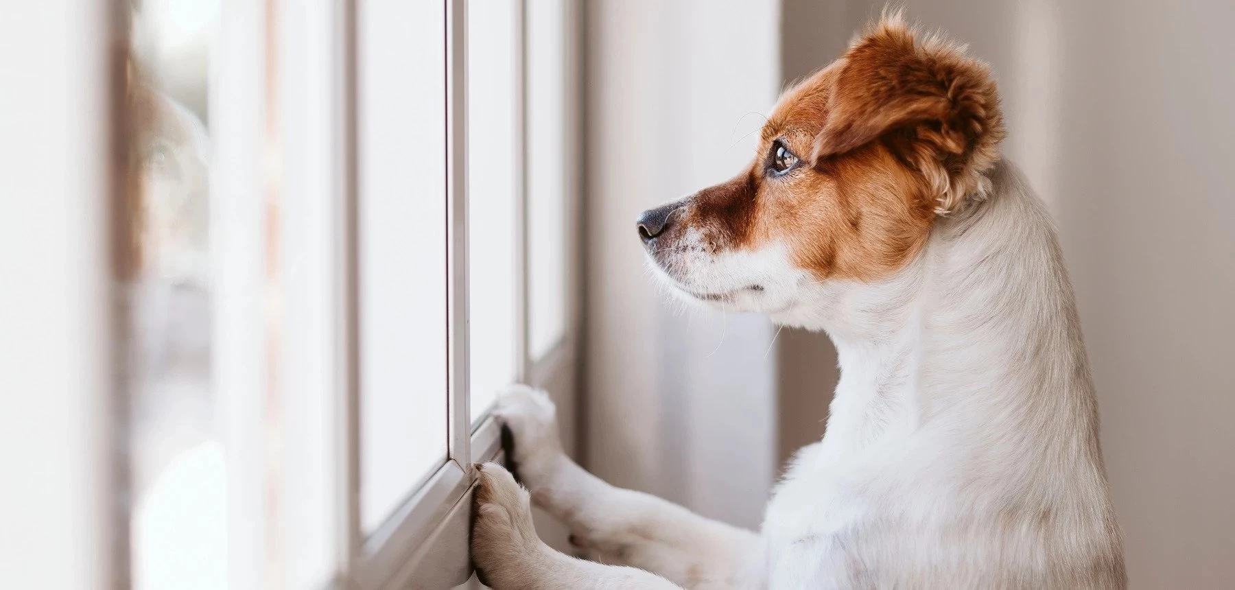 Un chien qui regarde par la fenêtre